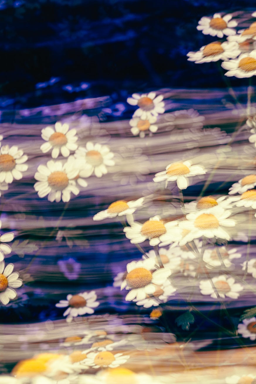 niet klikbaar – Bloem